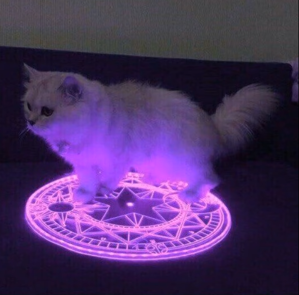lexpdev's profile picture; a white cat on top of a circular object that has several drawings on it